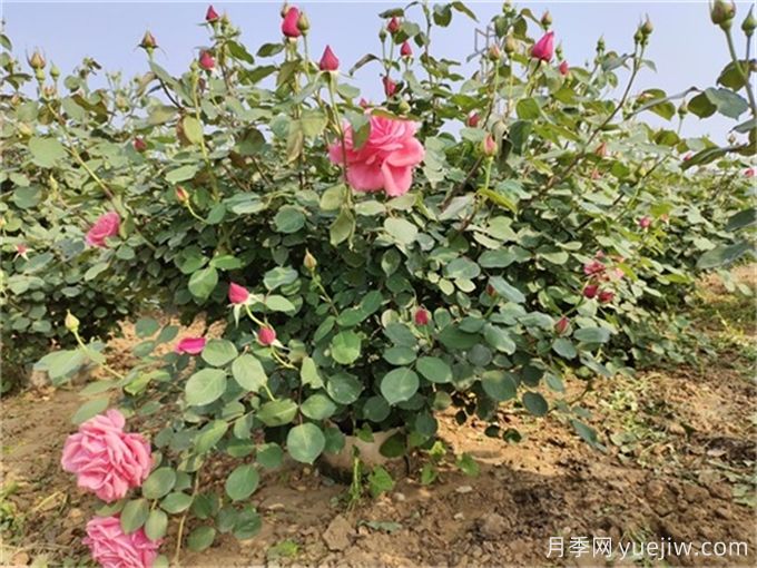 月季度夏指南，夏季紅蜘蛛黑斑病防治教程(圖3)