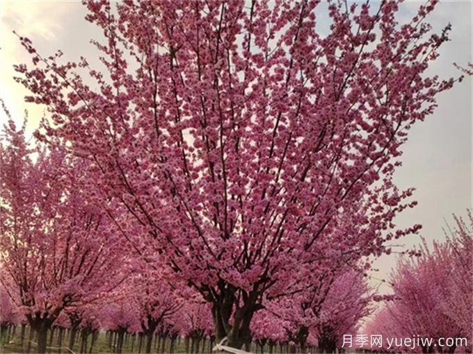 詩經(jīng)里那些美了千年的植物，你都見過嗎？(圖1)