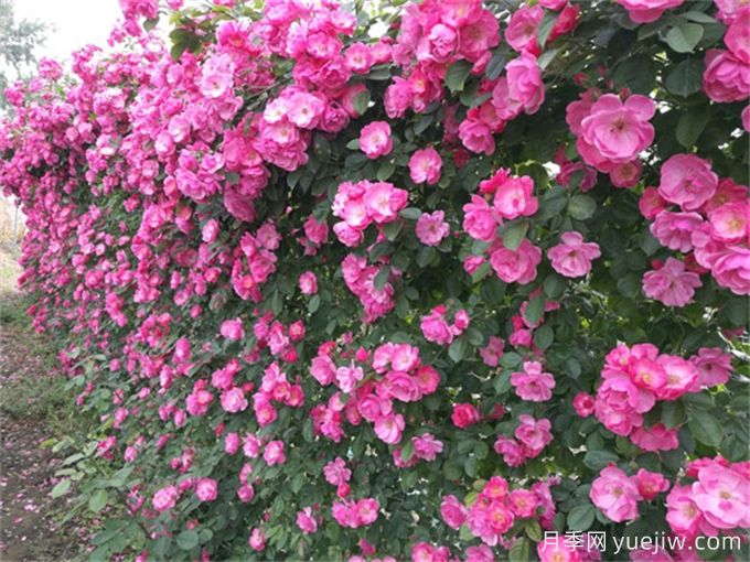 八種可用作圍墻的庭院花園植物(圖1)