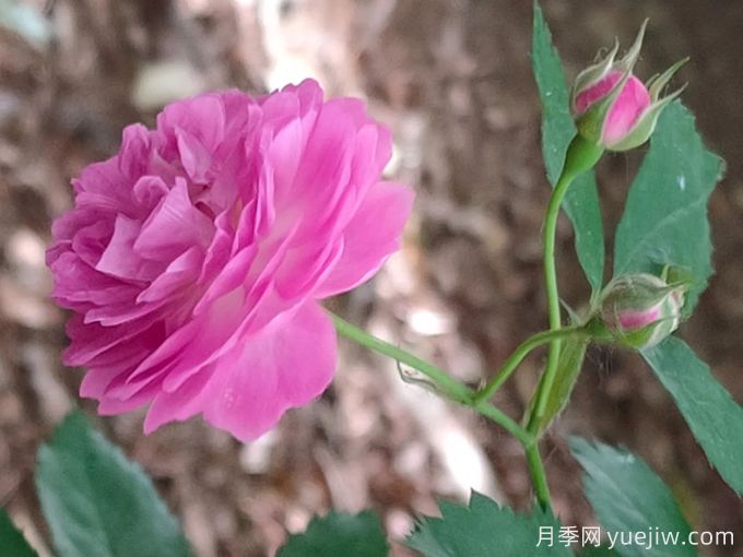 七姊妹薔薇/十姐妹薔薇月季(圖3)