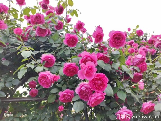 熱門藤本月季和薔薇打造美麗花墻(圖3)