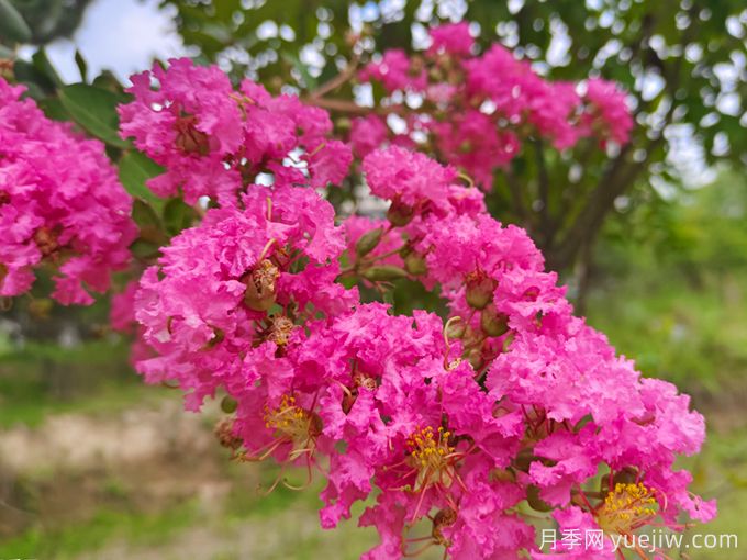 15種曬不死的花，適合夏天種在院子里(圖1)