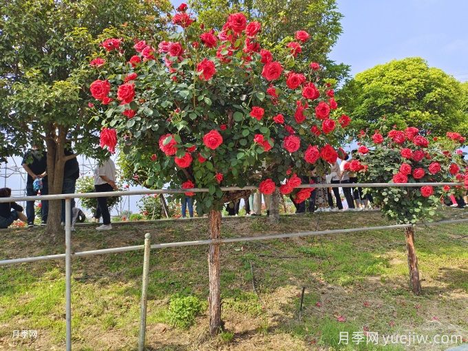 老舊小區(qū)綠化改造要點和常用樹種配置(圖1)