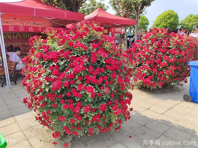 月季花，四季綻放的芬芳傳奇(圖3)