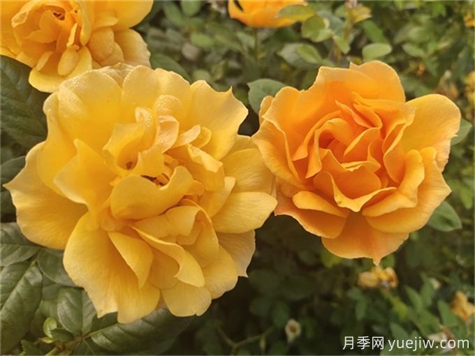 推薦8個(gè)豐花月季品種，抗病性強(qiáng)且花色美麗(圖3)