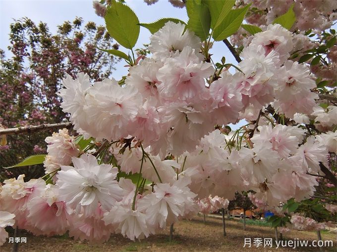 櫻花根瘤病怎么治療？(圖1)