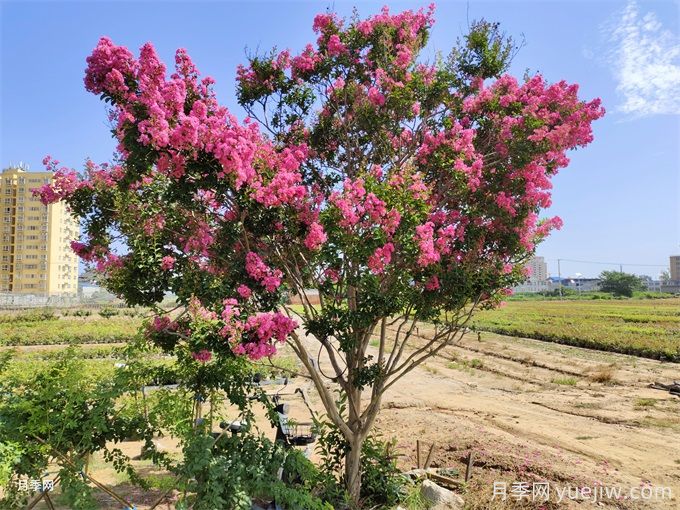 紫薇是優(yōu)秀綠化好樹(shù)種(圖1)