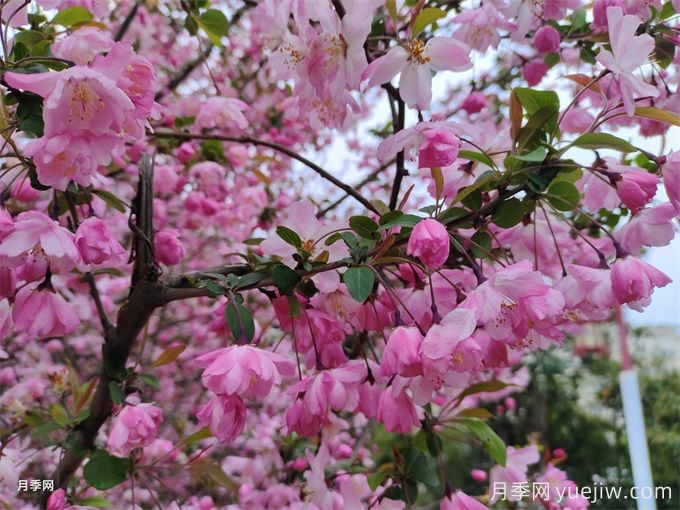 海棠花的花語和寓意(圖1)