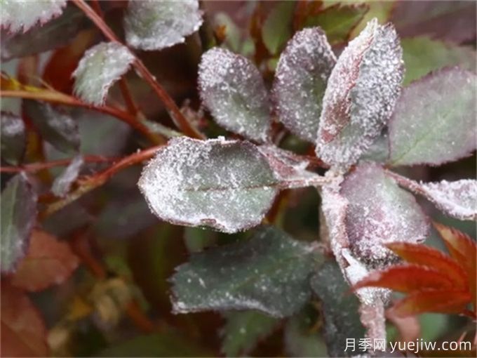 薔薇白粉病(圖1)