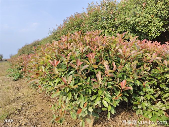 紅葉石楠繁殖方法和植后管理(圖1)