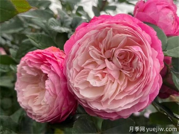 推薦7種優(yōu)秀灌木月季，庭院栽植好養(yǎng)又勤花(圖1)