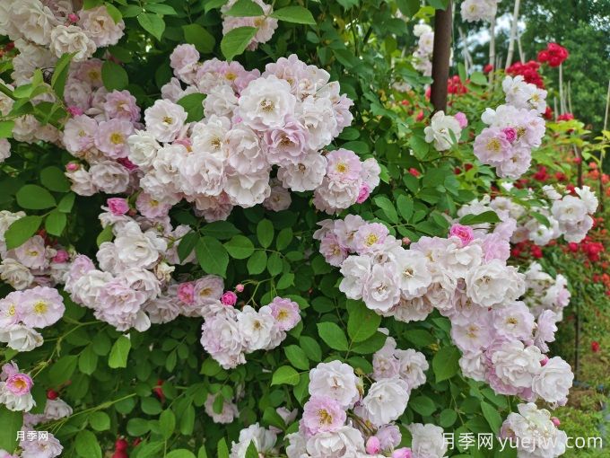 薔薇花的品種介紹(圖1)