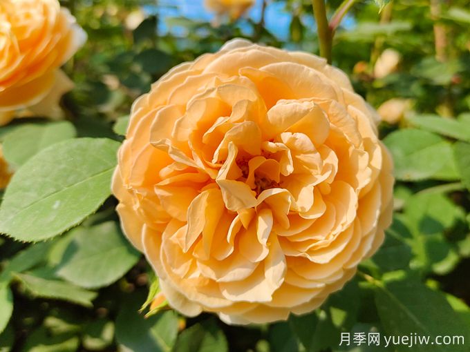 月季薔薇玫瑰，怎樣辨認(rèn)薔薇三姐妹？(圖1)