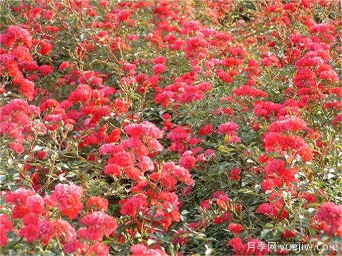 甜蜜紅木香月季(圖1)