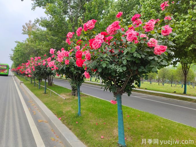 城市道路綠化苗木的選擇(圖1)