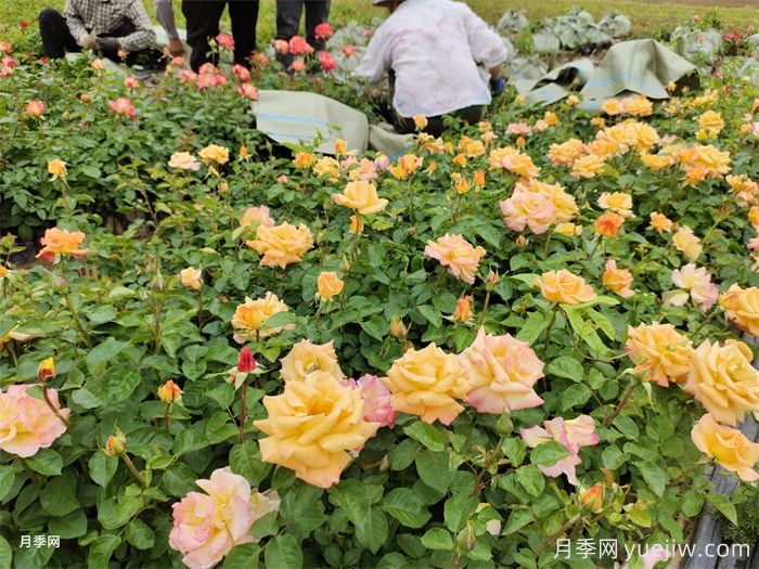 如何搭配花卉和地被植物來營(yíng)造豐富的景觀效果？(圖1)