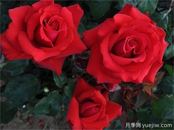 老花友不外傳的8個養(yǎng)花絕招(圖1)