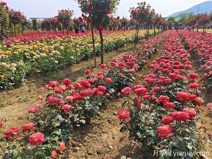 月季入秋花事全掌握，修剪施肥，秋花想不美都難(圖1)