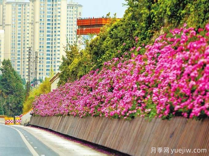 昆明月季應用和景觀圖集(圖5)