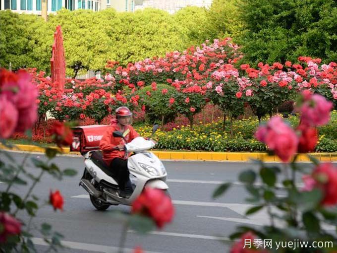 凱里月季市花文化和景觀圖集(圖3)