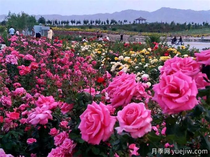 金昌月季市花文化和景觀圖集(圖1)