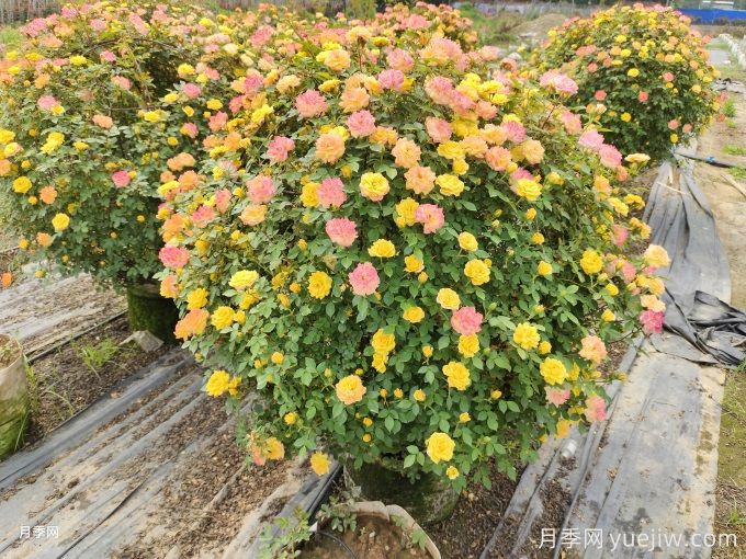 月季(玫瑰)的花季分類，造型月季花球花柱拱門展示(圖4)