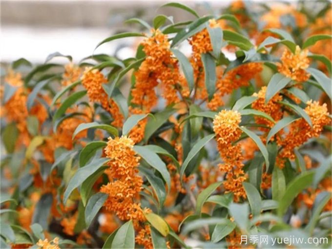 九月開花的花卉，九月份開花的植物有哪些？(圖1)