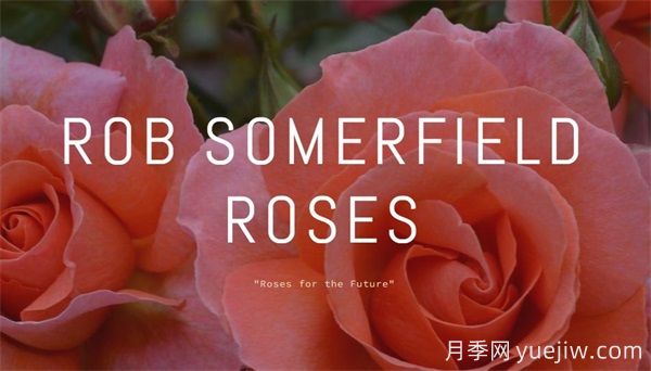 月季育種家：新西蘭Rob Somerfield(圖1)