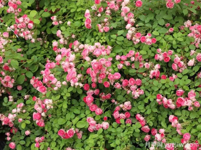 胭脂扣月季，爆花月季花里的天花板(圖1)