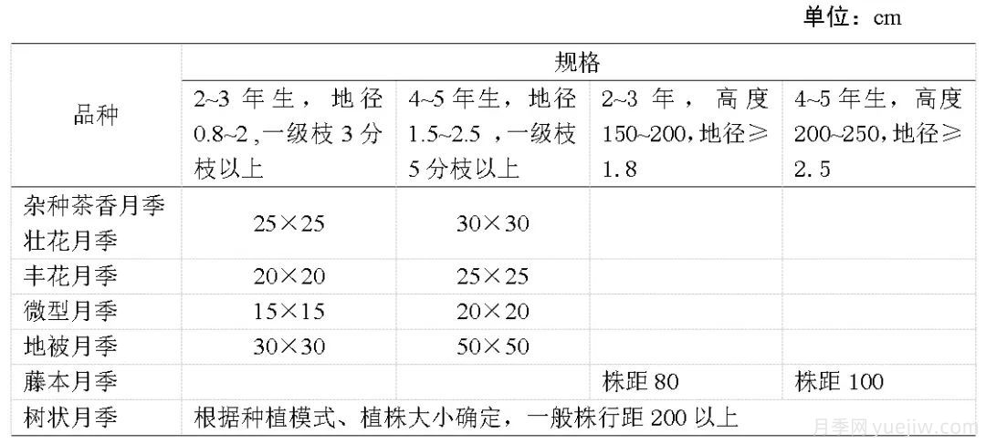 石家莊月季栽培養(yǎng)護(hù)技術(shù)規(guī)程(圖3)