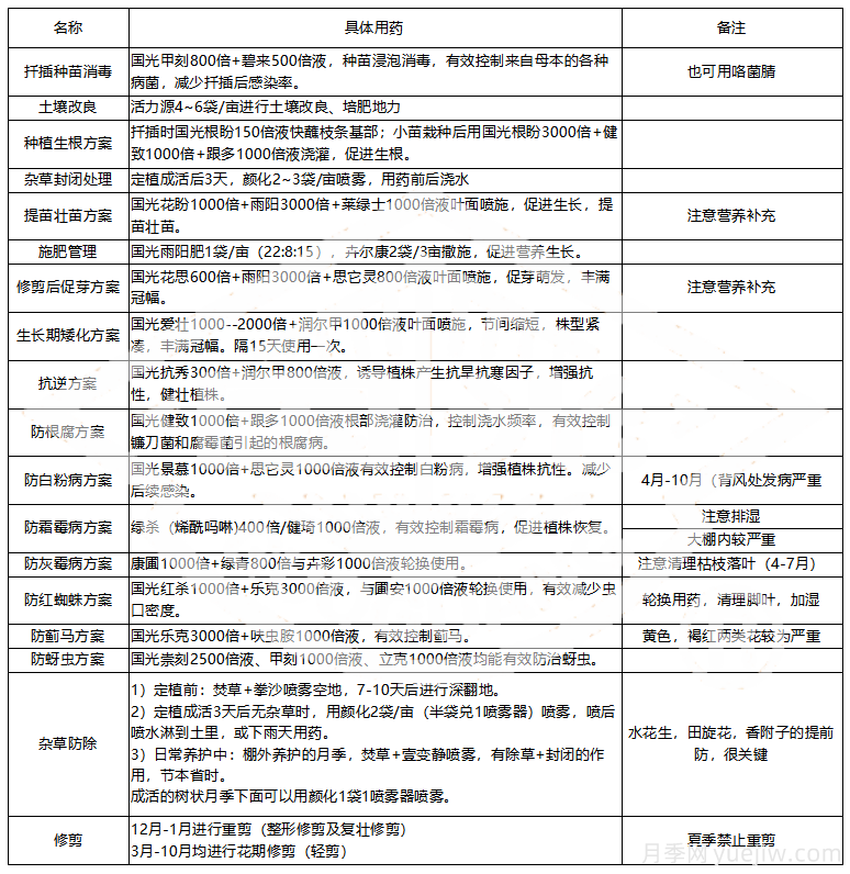 常見月季蟲害防治技術(shù)大全，趕快收藏(圖5)