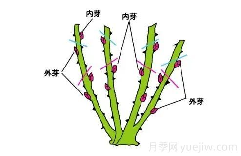 月季冬季修剪不宜過早(圖4)