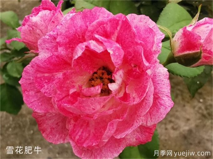 分享6種以美食來命名的月季花品種(圖1)