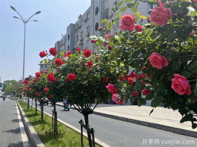 合肥樹狀月季大道，大朵月季扮靚城市風(fēng)景(圖2)