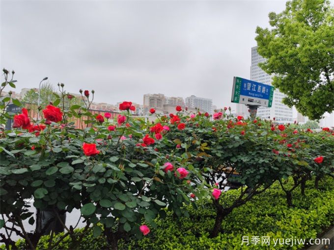 合肥樹狀月季大道，大朵月季扮靚城市風(fēng)景(圖3)