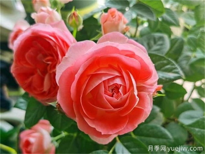 沒院子不能養(yǎng)月季花？小型月季照樣美爆陽臺！(圖2)