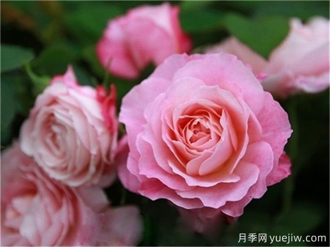 沒院子不能養(yǎng)月季花？小型月季照樣美爆陽臺！(圖4)