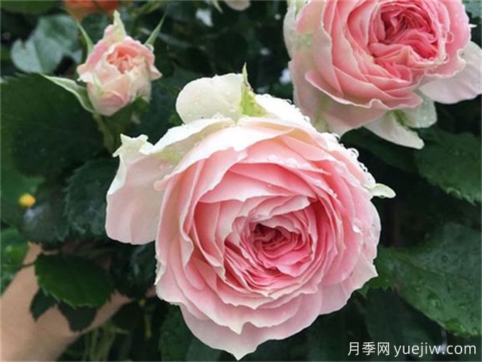 哪些月季花開花時間長？這5款月季品種花期超長(圖2)