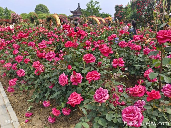 花園植物配置如何做？六個(gè)花園色彩搭配技巧(圖1)