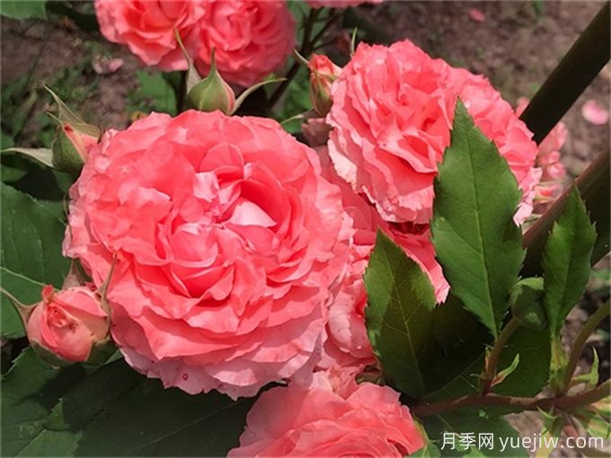 花店必備80種玫瑰花，開始認識多色切花月季(圖9)