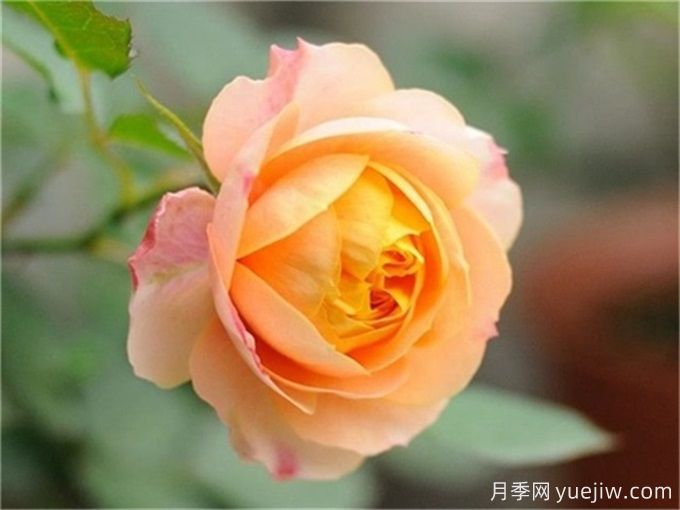 花店必備80種玫瑰花，開始認識多色切花月季(圖11)