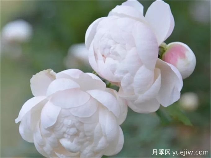 花店必備80種玫瑰花，開始認識多色切花月季(圖18)