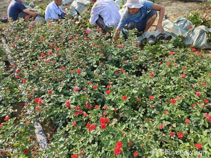 秋分將至，苗木栽植技巧(圖1)