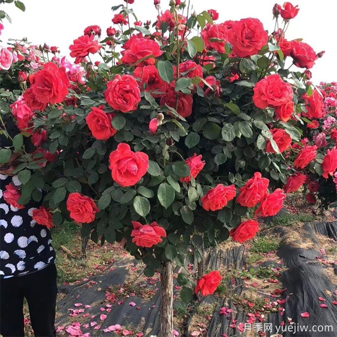 喬灌木和宿根花卉搭配應(yīng)用與種植養(yǎng)護(hù)(圖1)