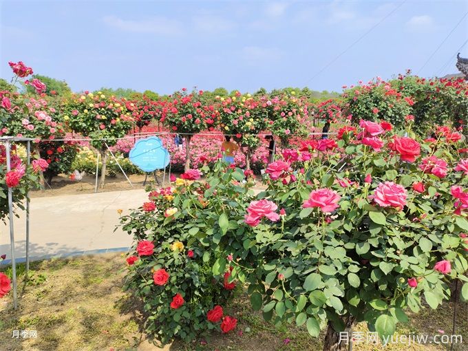 月季花園建造及藤本灌木月季應用(圖2)