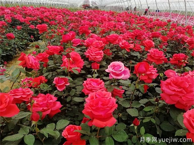 月季花園建造及藤本灌木月季應用(圖3)