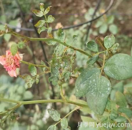 想要月季秋花開的美，關(guān)鍵是防治薊馬(圖1)