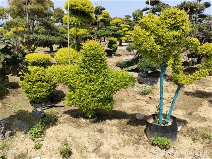 十種觀賞類花境骨架植物(圖1)