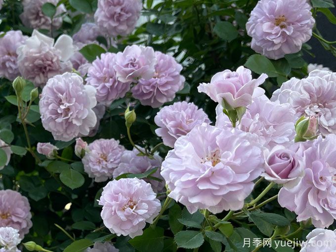 藍(lán)色陰雨月季，花量大、長勢(shì)快、花色清新(圖1)