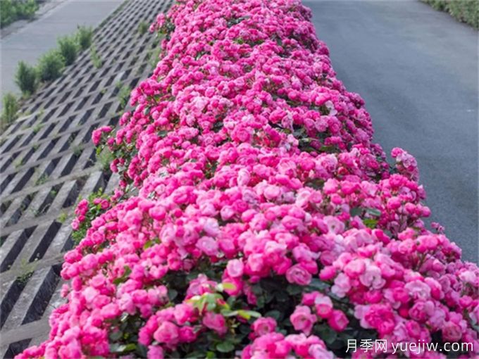 月季：花中皇后，月月花開月月紅(圖3)